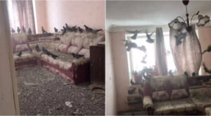 Căn hộ bị bồ câu chiếm đóng vì quên đóng cửa sổ