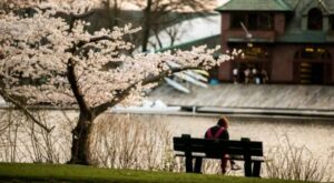 Một góc tại khuôn viên Đại học Harvard, Mỹ