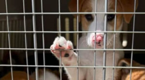 Nhiều chú cún bị bỏ rơi hàng loạt trên khắp đường phố Dubai khi người dân tháo chạy khỏi khu vực chiến sự