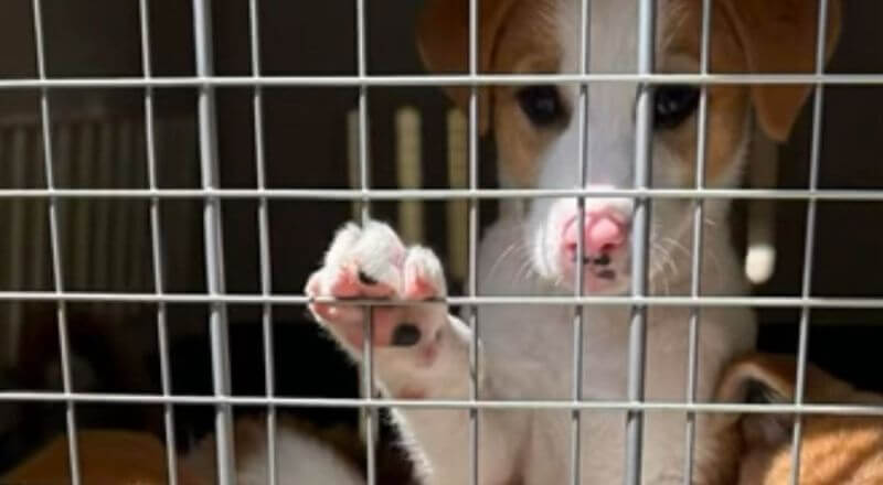 Nhiều chú cún bị bỏ rơi hàng loạt trên khắp đường phố Dubai khi người dân tháo chạy khỏi khu vực chiến sự